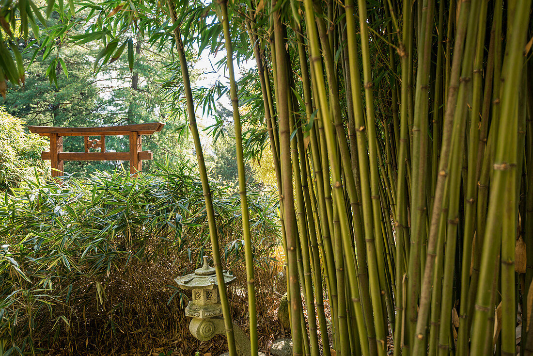 Bamboo forest, Villa Carlotta gardens, Tremezzo, Lake Como, Lago di Como, Province of Como, Lombardy, Italy