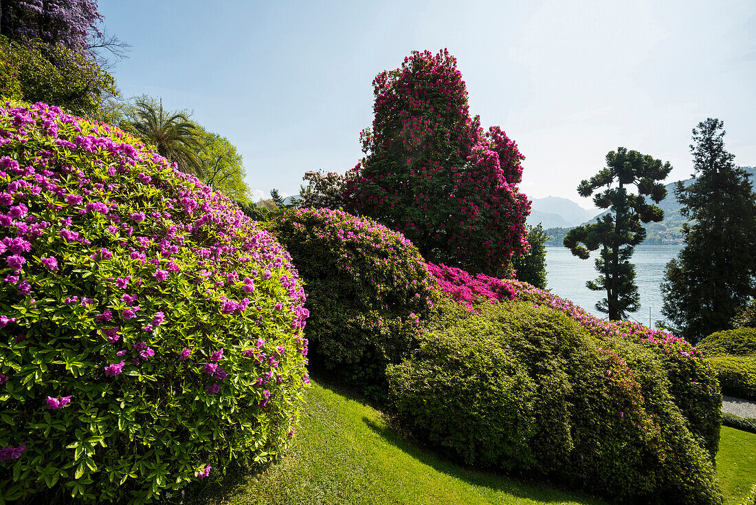 Villa Carlotta gardens, Tremezzo, Lake Como, Lago di Como, Province of Como, Lombardy, Italy