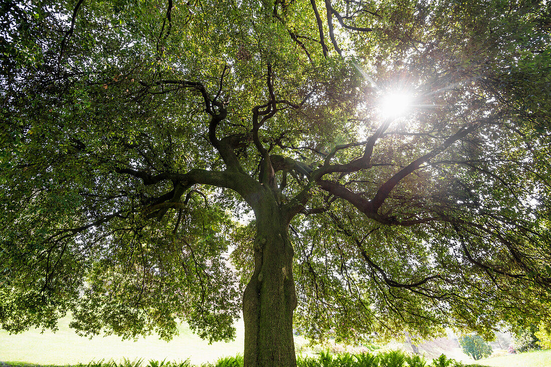 Holm Oak, English style gardens of Villa Melzi, Bellagio, Lake Como, Lago di Como, Province of Como, Lombardy, Italy