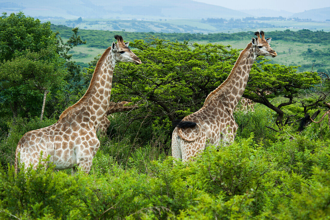 Giraffes in scrubland, game reserve near Durban, KwaZulu-Natal, South Africa