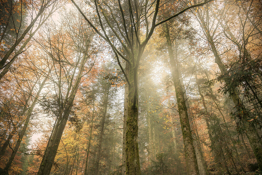 Autumn forest covered in mist near Triberg Waterfall, Triberg im Schwarzwald, Black Forest, Baden-Wuerttemberg, Germany