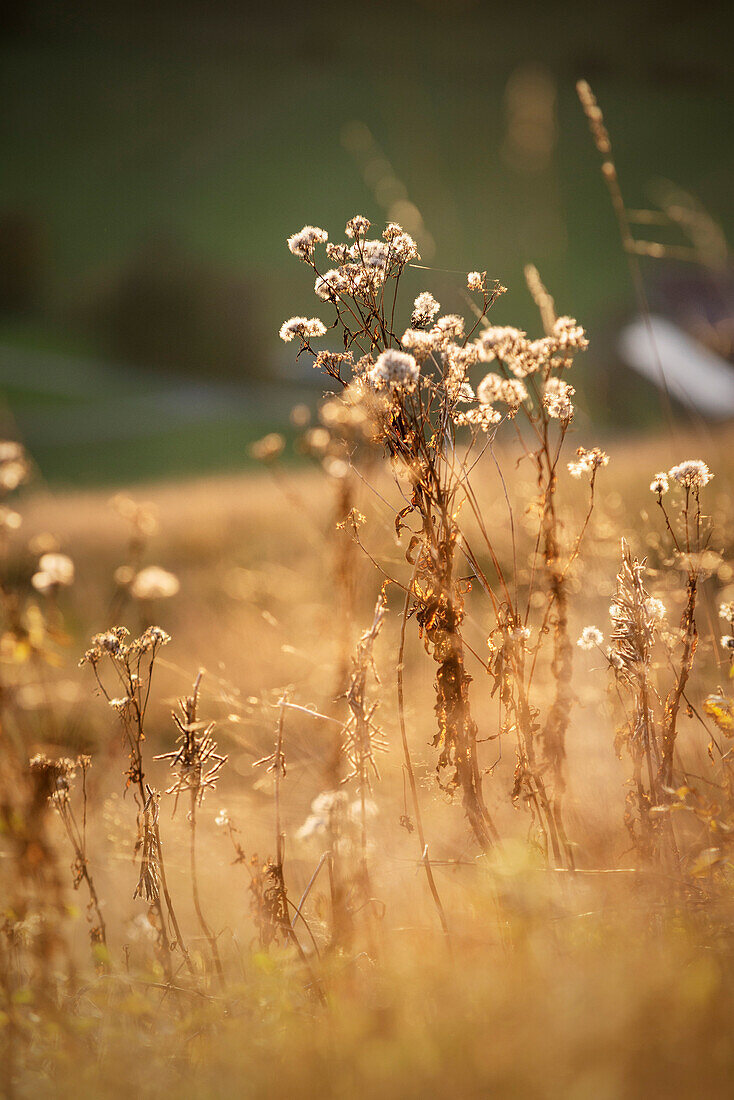 herbstliche Wiese im warmen Gegenlicht nahe Bernau im Schwarzwald, Baden-Württemberg, Deutschland