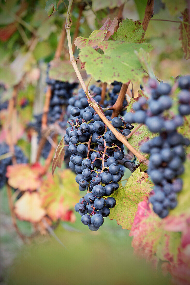Weinreben im Weinanbaugebiet bei Kirchheim Teck, Schwäbische Alb, Baden-Württemberg, Deutschland