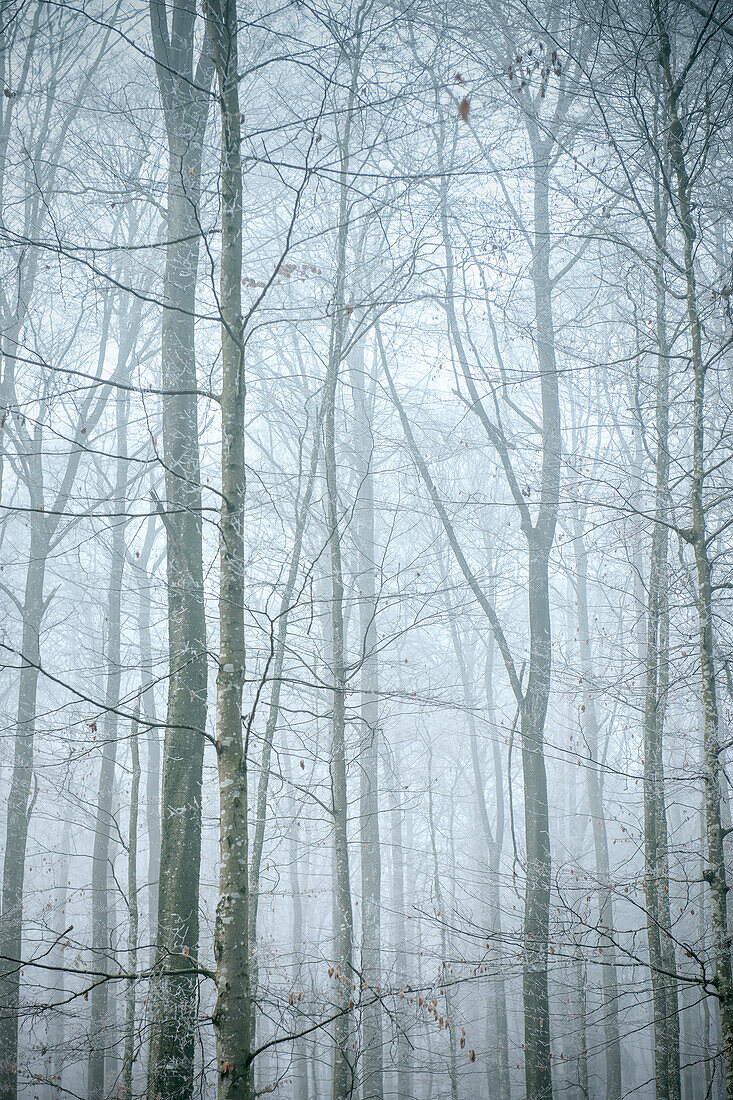 Leafless trees in forest covered in mist, near Schelklingen close to Blaubeuren, Schmiech valley, Swabian Alp, Baden-Wuerttemberg, Germany