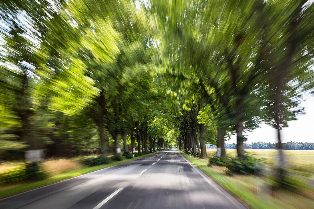 Allee, Deutsche Alleenstraße, Brandenburg, Deutschland