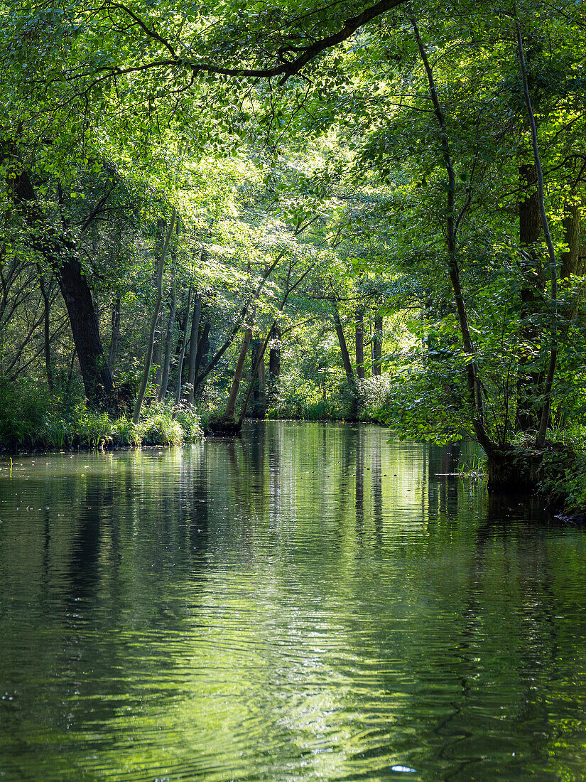 River flowing through Spreewald, UNESCO biosphere reserve, Luebbenau, Brandenburg, Germany, Europe