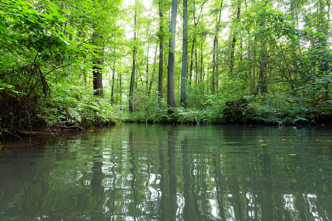 River flowing through Spreewald, UNESCO biosphere reserve, Luebbenau, Brandenburg, Germany, Europe