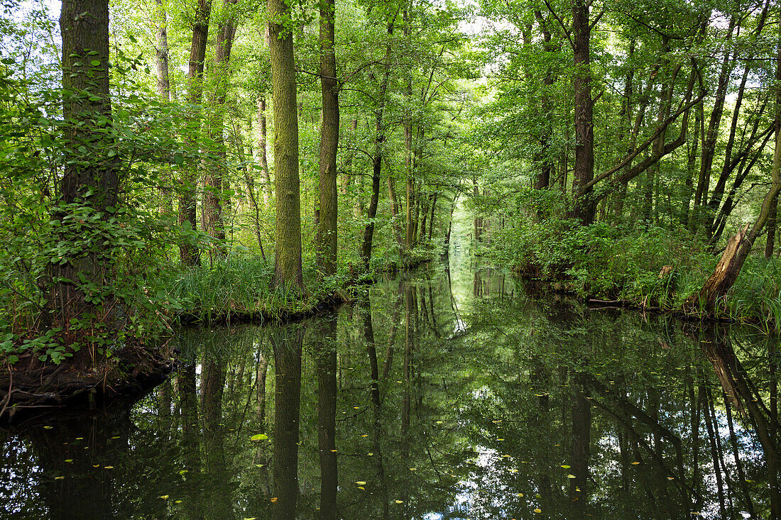 River flowing through Spreewald, UNESCO biosphere reserve, Luebbenau, Brandenburg, Germany, Europe