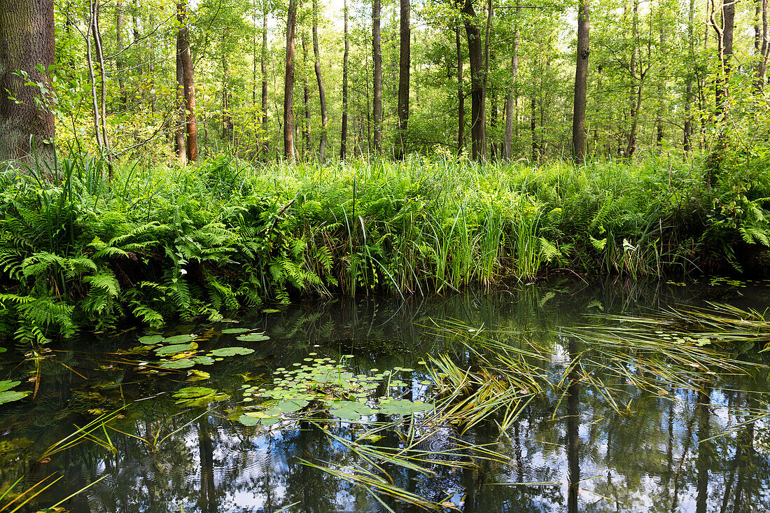 River flowing through Spreewald, UNESCO biosphere reserve, Luebbenau, Brandenburg, Germany, Europe