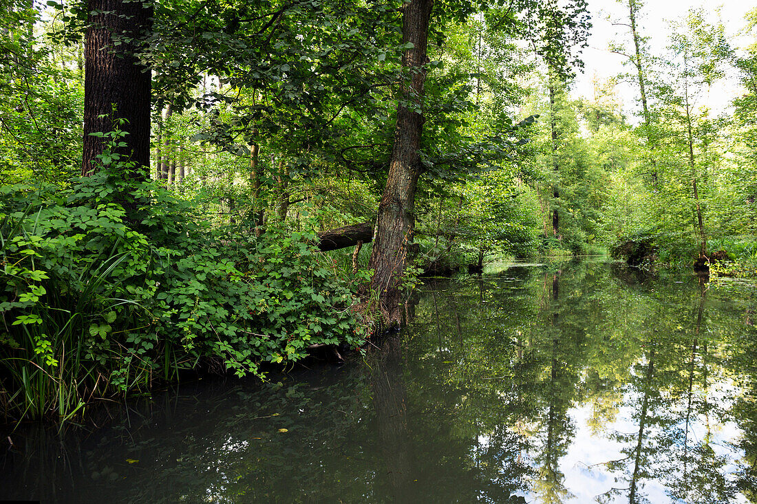 Fließ im Spreewald, UNESCO Biosphärenreservat, Lübbenau, Brandenburg, Deutschland