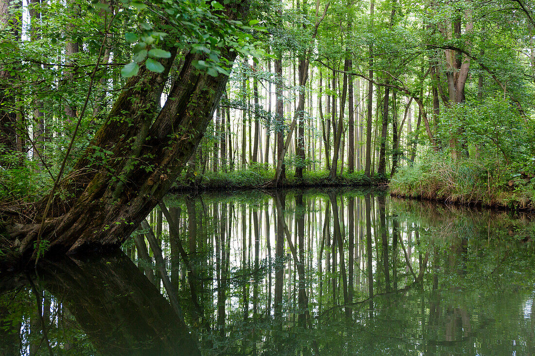 River flowing through Spreewald, UNESCO biosphere reserve, Luebbenau, Brandenburg, Germany, Europe