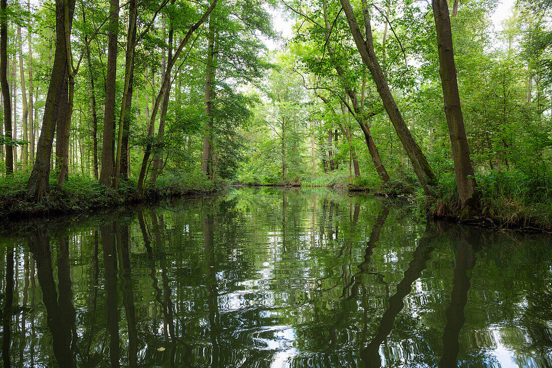Fließ im Spreewald, Hochwald, UNESCO Biosphärenreservat, Lübbenau, Brandenburg, Deutschland