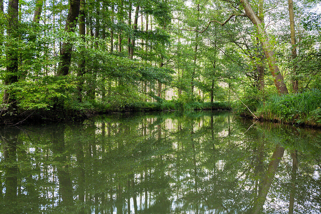 River flowing through Spreewald, UNESCO biosphere reserve, Luebbenau, Brandenburg, Germany