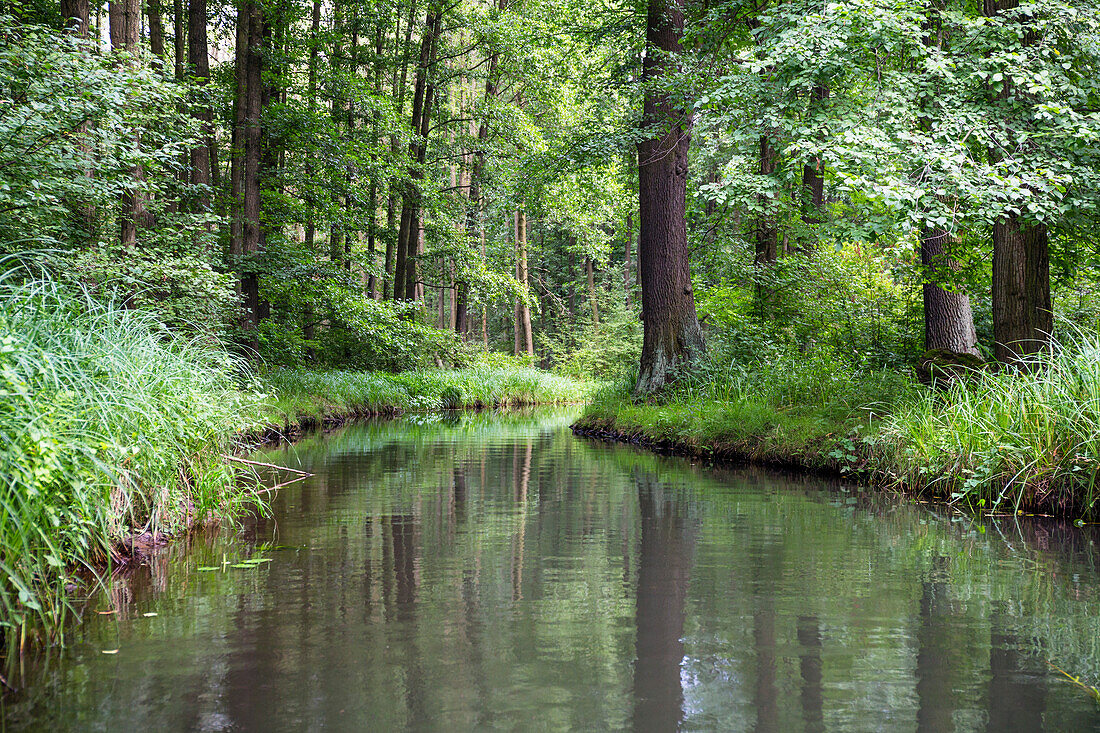 Fließ im Spreewald, Hochwald, UNESCO Biosphärenreservat, Lübbenau, Brandenburg, Deutschland