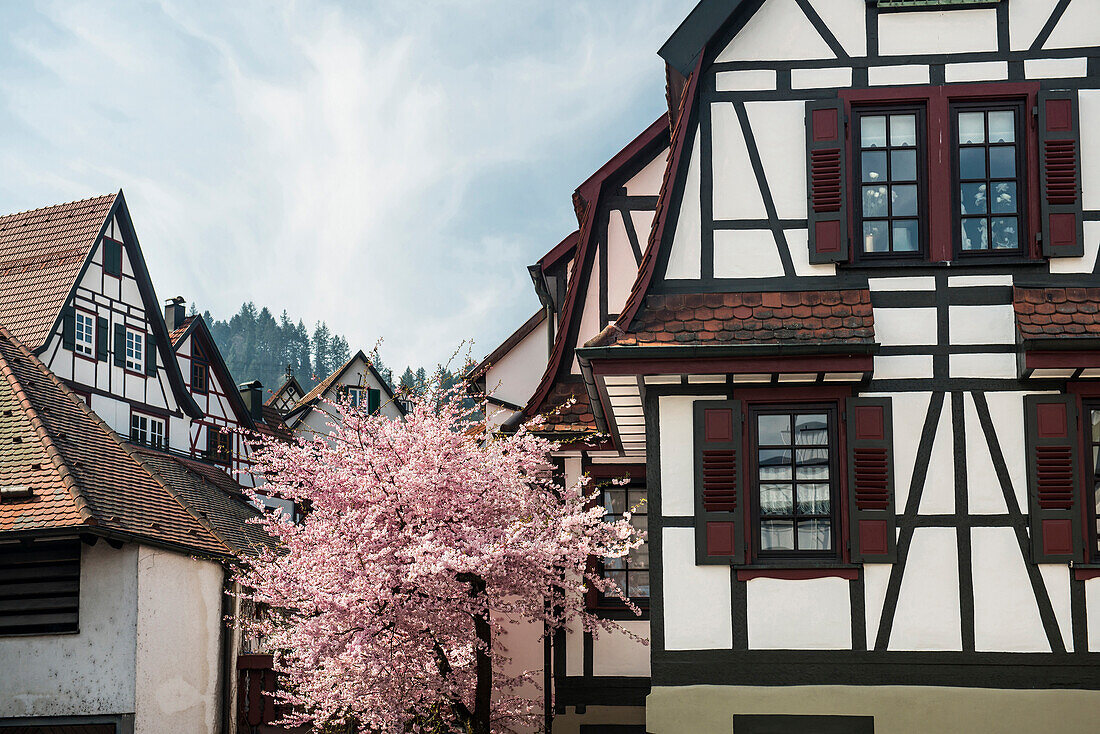 Timber frame houses and tree in blossom, Schiltach, Black Forest, Baden-Wuerttemberg, Germany