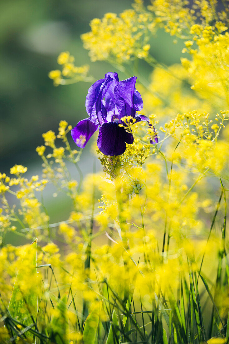 Iris in a vineyard, near Freiburg im Breisgau, Black Forest, Baden-Wuerttemberg, Germany