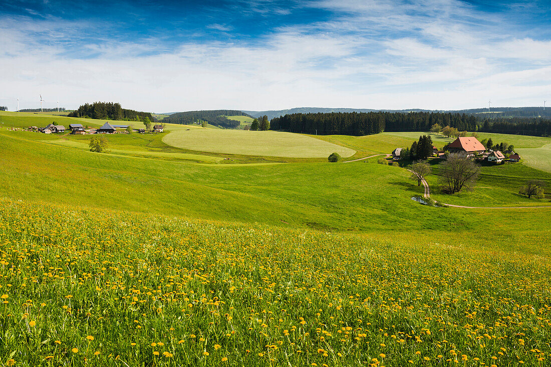 Fallengrundhof und Blumenwiese, Gütenbach, bei Furtwangen, Schwarzwald, Baden-Württemberg, Deutschland