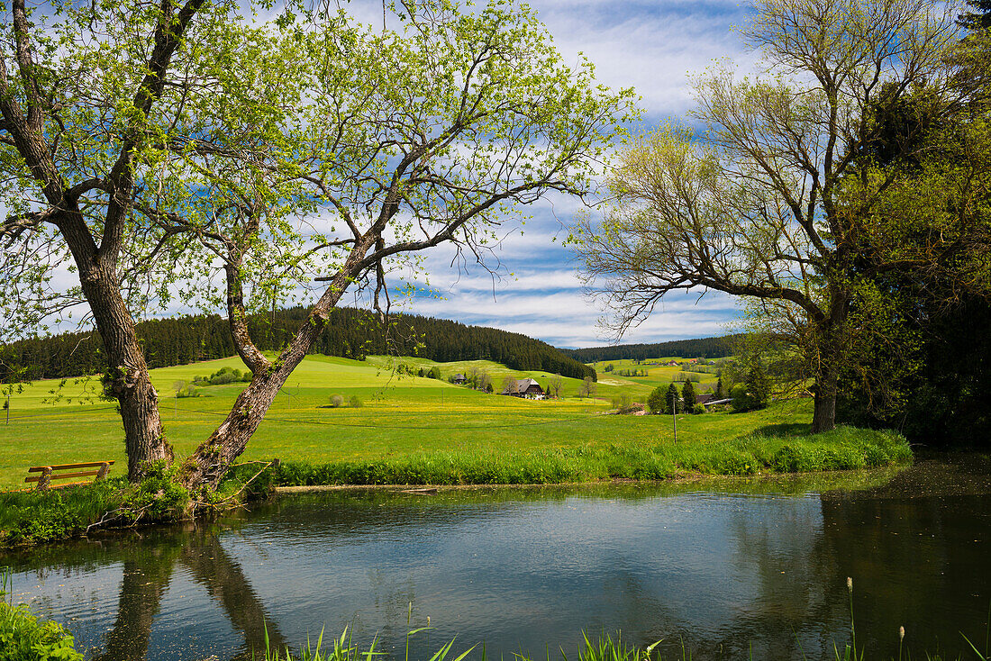 Waldau, bei Titisee-Neustadt, Schwarzwald, Baden-Württemberg, Deutschland