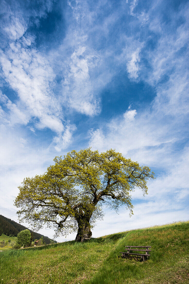 old chestnut tree, Waldau, near Titisee-Neustadt, Black Forest, Baden-Wuerttemberg, Germany