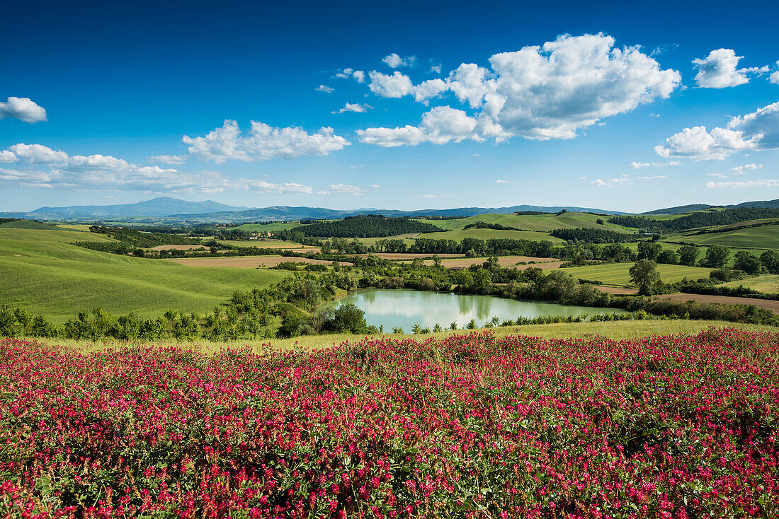 flower meadow, near San Quirico d`Orcia, Val d`Orcia, province of Siena, Tuscany, Italy, UNESCO World Heritage