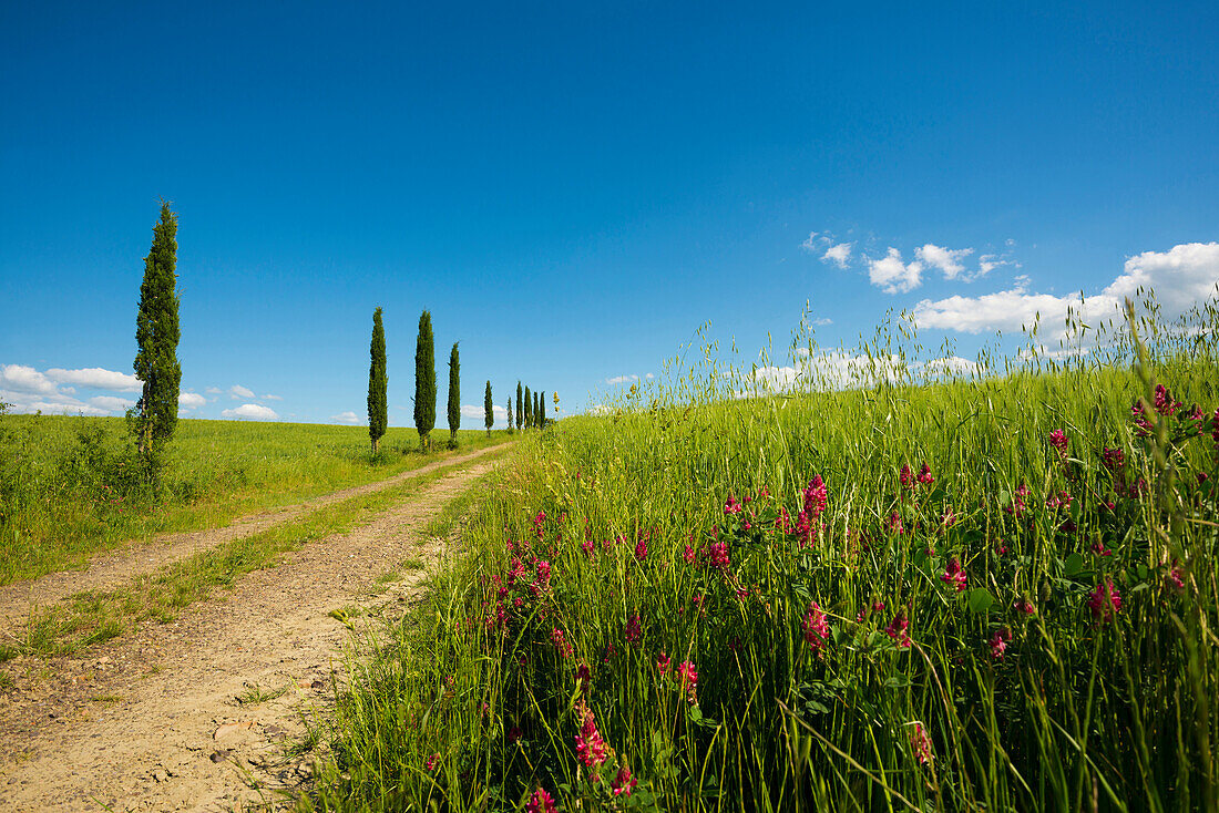 Weg mit Zypressen, bei San Quirico d'Orcia, Val d'Orcia, Provinz Siena, Toskana, Italien, UNESCO Welterbe