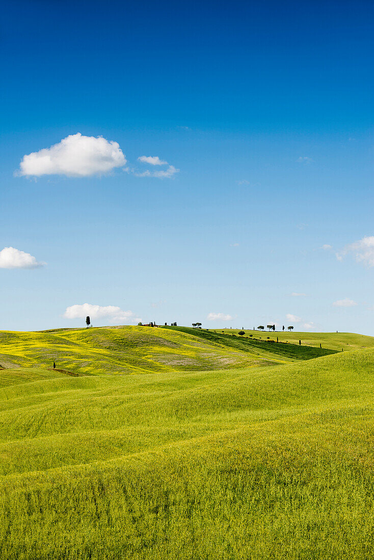 landscape, near San Quirico d`Orcia, Val d`Orcia, province of Siena, Tuscany, Italy, UNESCO World Heritage