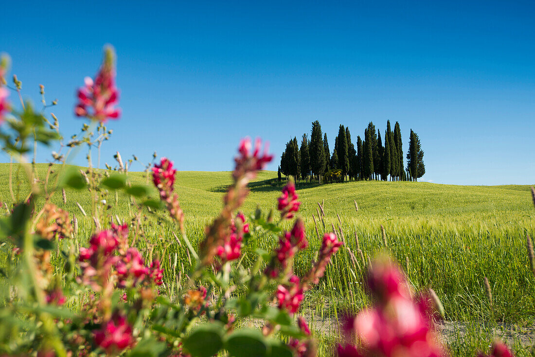 Zypressen, bei San Quirico d'Orcia, Val d'Orcia, Provinz Siena, Toskana, Italien, UNESCO Welterbe