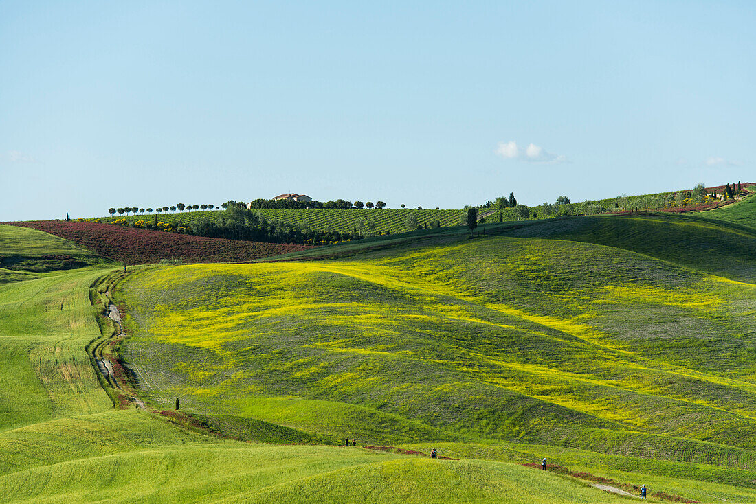 Hügellandschaft, bei San Quirico d'Orcia, Val d'Orcia, Provinz Siena, Toskana, Italien, UNESCO Welterbe