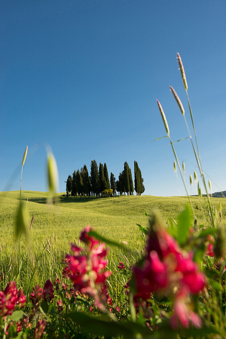 cypress trees, near San Quirico d`Orcia, Val d`Orcia, province of Siena, Tuscany, Italy, UNESCO World Heritage