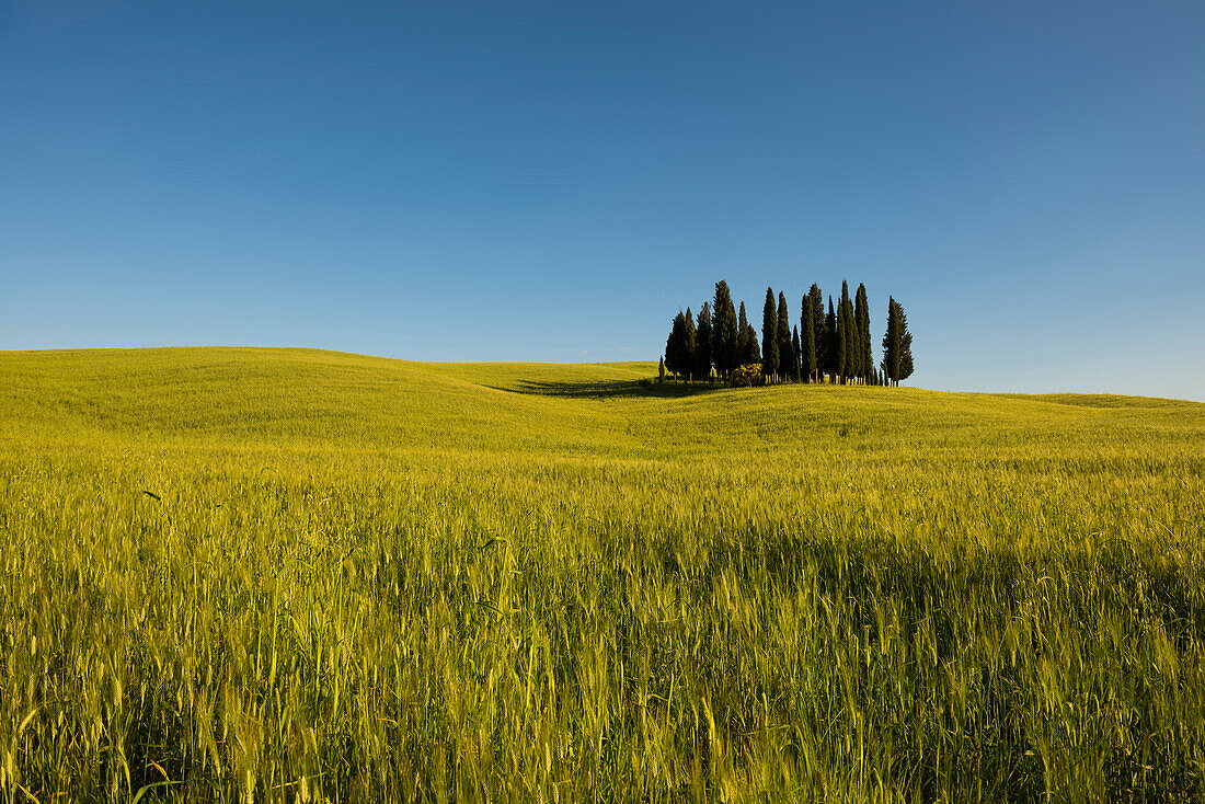 Zypressen, bei San Quirico d'Orcia, Val d'Orcia, Provinz Siena, Toskana, Italien, UNESCO Welterbe