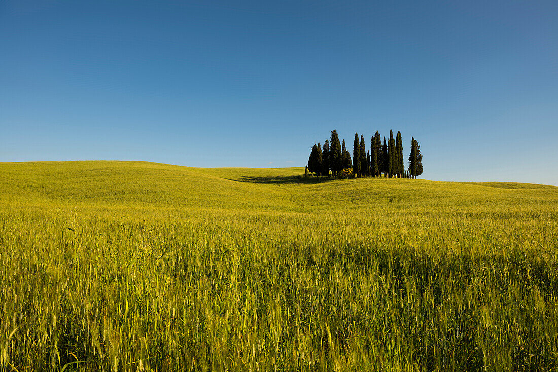 cypress trees, near San Quirico d`Orcia, Val d`Orcia, province of Siena, Tuscany, Italy, UNESCO World Heritage