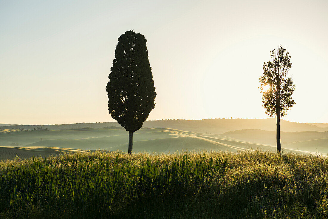 cypress trees, near San Quirico d`Orcia, Val d`Orcia, province of Siena, Tuscany, Italy, UNESCO World Heritage