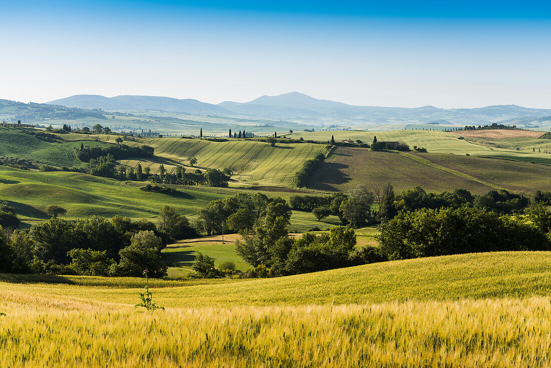 Landschaft bei Pienza, Val d'Orcia, Provinz Siena, Toskana, Italien, UNESCO Welterbe