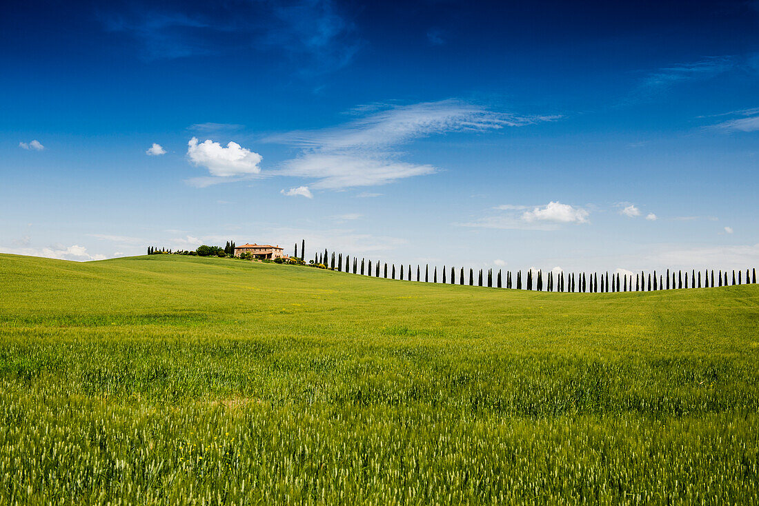 Landhaus und Zypressen, bei San Quirico d'Orcia, Val d'Orcia, Provinz Siena, Toskana, Italien, UNESCO Welterbe