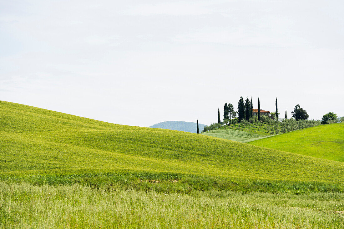 Landhaus und Zypressen, bei San Quirico d'Orcia, Val d'Orcia, Provinz Siena, Toskana, Italien, UNESCO Welterbe