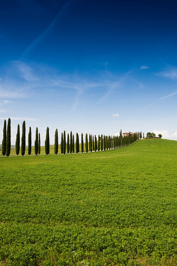 country residence and cypress trees, near San Quirico d`Orcia, Val d`Orcia, province of Siena, Tuscany, Italy, UNESCO World Heritage