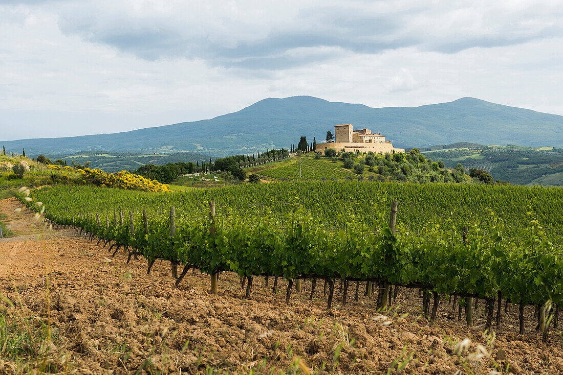 Weingut bei Montalcino und Monte Amiata, Val d'Orcia, Provinz Siena, Toskana, Italien, UNESCO Welterbe