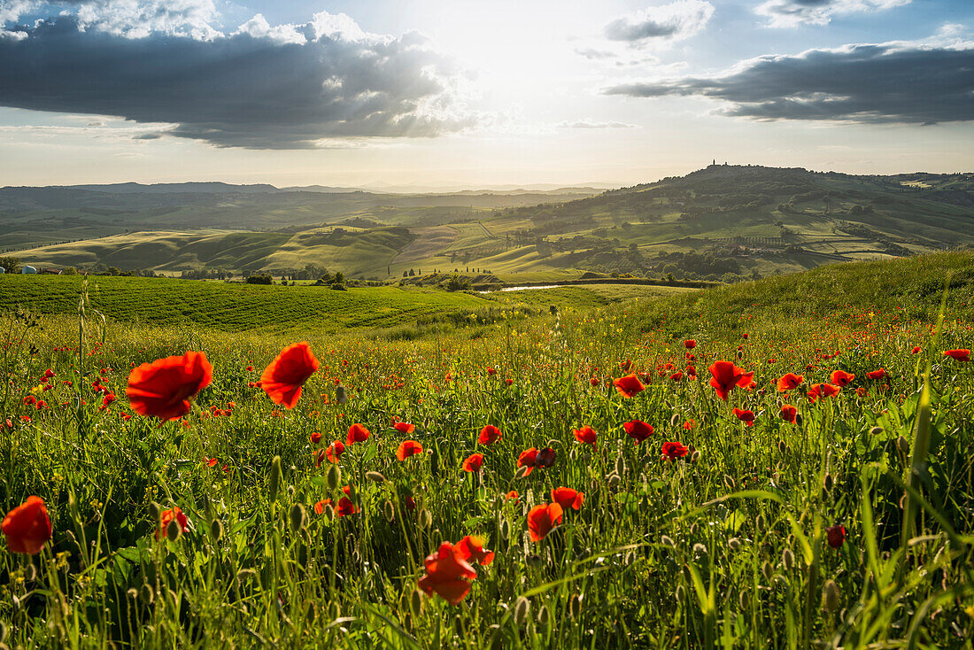 landscape with red poppies, near Pienza, Val d`Orcia, province of Siena, Tuscany, Italy, UNESCO World Heritage