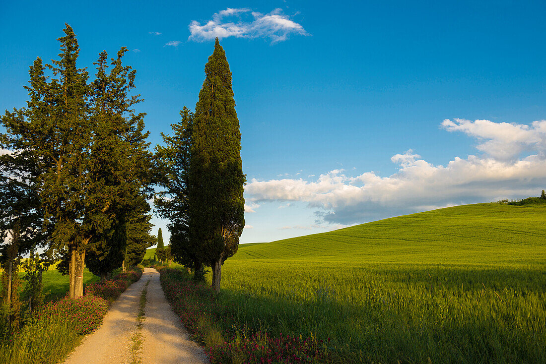 landscape near Pienza, Val d`Orcia, province of Siena, Tuscany, Italy, UNESCO World Heritage