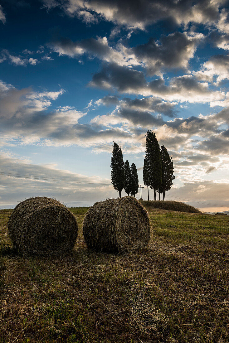 cypress trees at sunrise, near San Quirico d`Orcia, Val d`Orcia, province of Siena, Tuscany, Italy, UNESCO World Heritage