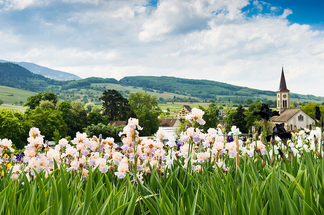 flower meadow with blossoming iris, Laufen near Sulzburg, Markgraeflerland, Black Forest, Baden-Wuerttemberg, Germany