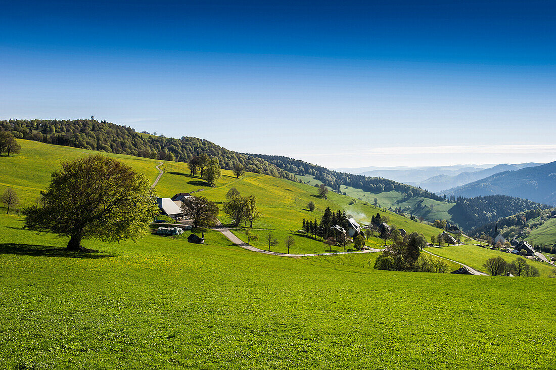 Schauinsland, Farm near Oberried, near Freiburg im Breisgau, Black Forest, Baden-Wuerttemberg, Germany