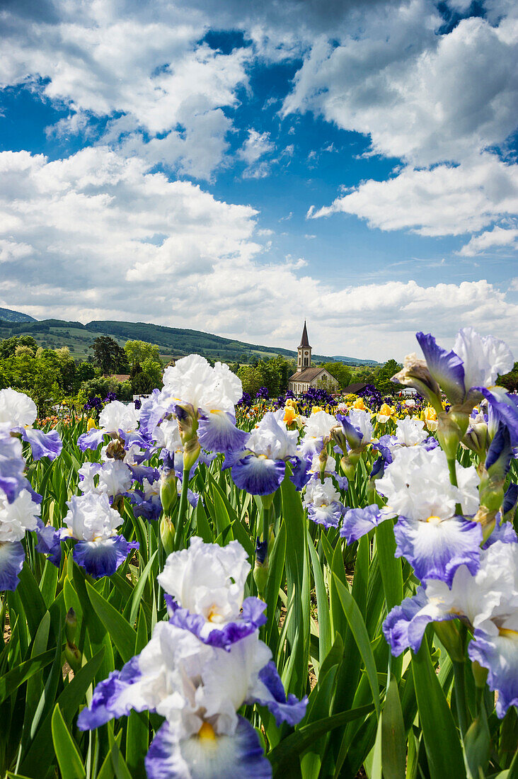 flower meadow with blossoming iris, Laufen near Sulzburg, Black Forest, Baden-Wuerttemberg, Germany