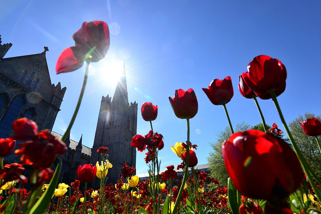 Tulpen vor St. Patrick's Cathedral, Dublin, Irland