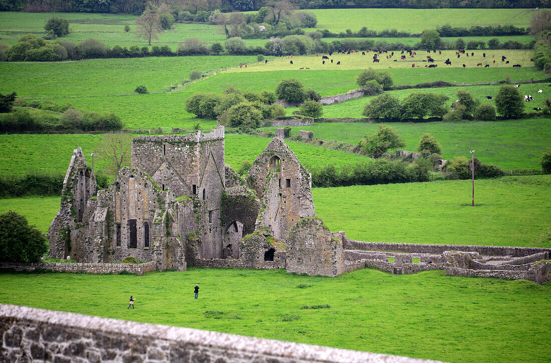 Blick vom Rock of Cashel auf die Cathedralenruine, Cashel, County Tipperary, Irland