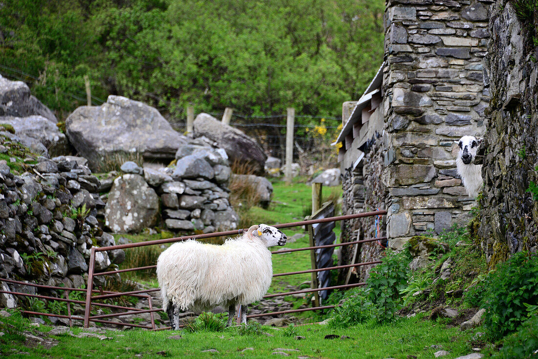 Sheep in the Killarney National Park near Killarney, Ireland