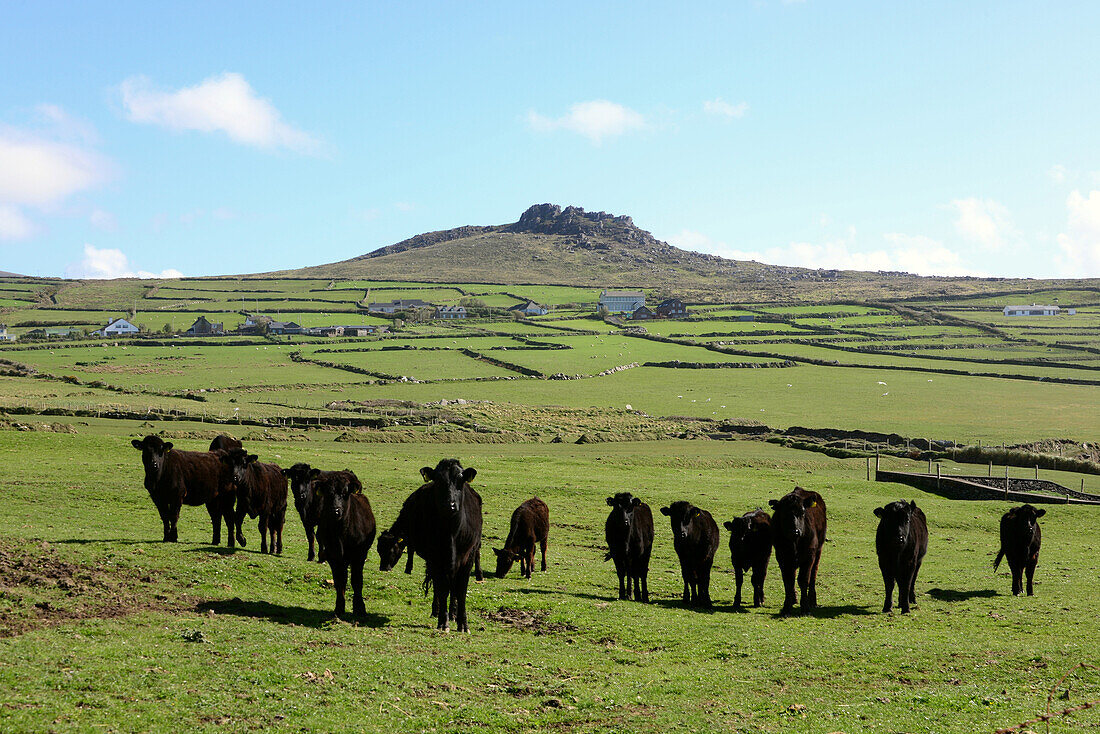 Kühe auf der Weide bei Dunquin and der äußersten Westküste, Halbinsel Dingle, Kerry, Irland