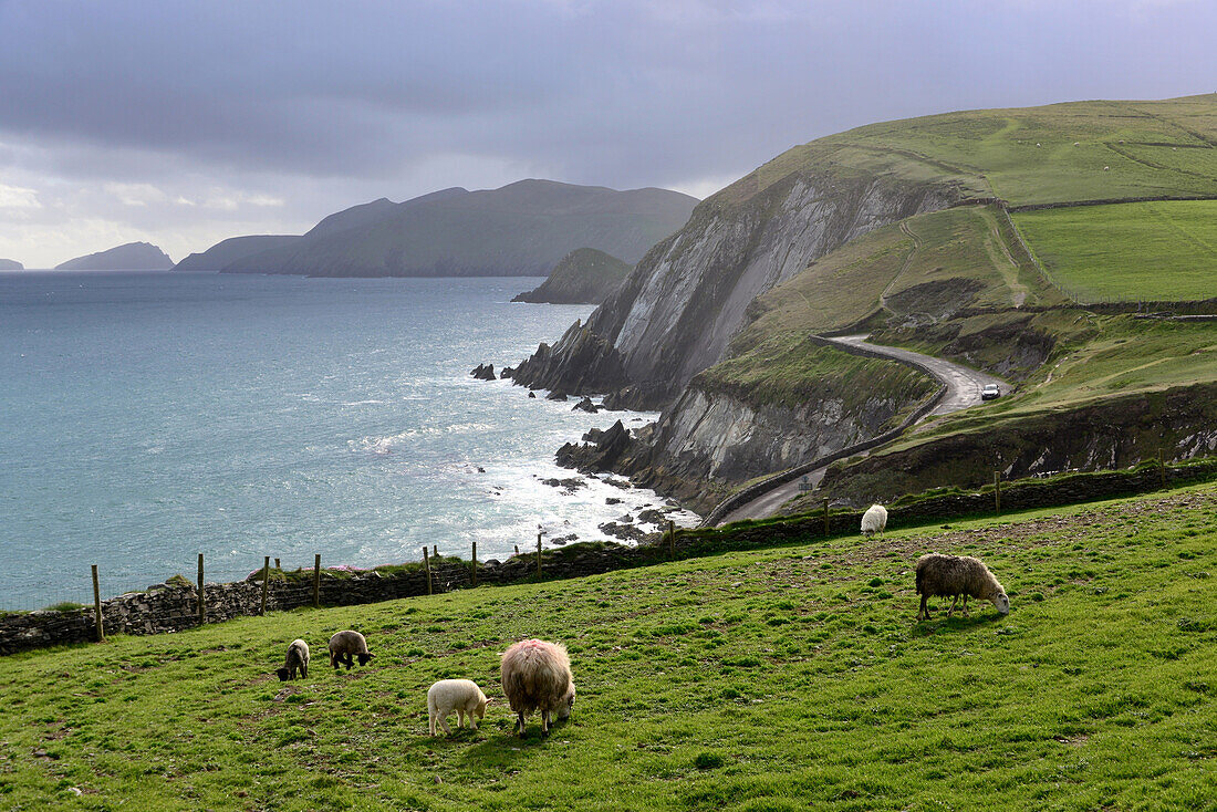 Schafe auf der Wiese am Slea Head, Halbinsel Dingle, Kerry, äußerste Westküste, Irland