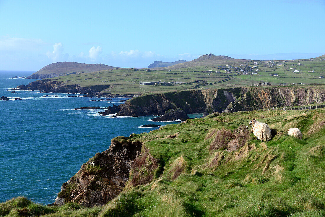Schafbock bei Dunquin an der äußersten Westküste, Halbinsel Dingle, Kerry, Irland
