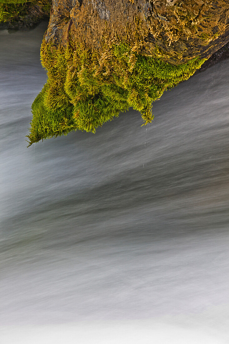 'Water flowing under a moss covered branch; black hills region south dakota united states of america'